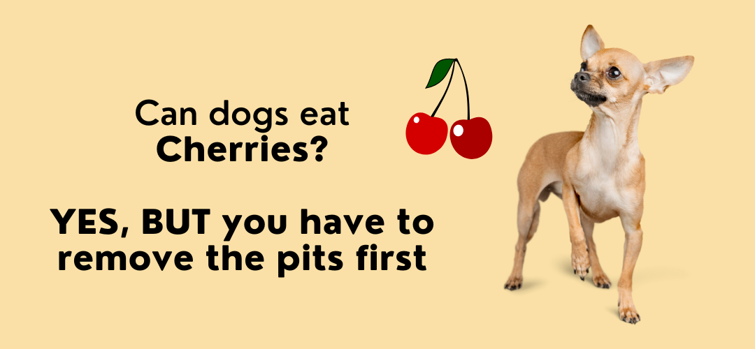 🍒 Can Dogs Eat Cherries? Bijou and Co.